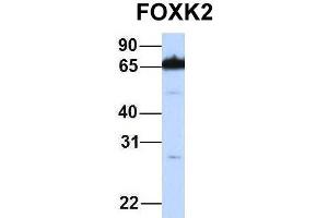 Host:  Rabbit  Target Name:  FOXK2  Sample Type:  721_B  Antibody Dilution:  1. (Forkhead Box K2 antibody  (Middle Region))