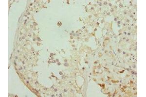 Immunohistochemistry of paraffin-embedded human testis tissue using ABIN7162351 at dilution of 1:100 (GPR68 antibody  (AA 276-365))