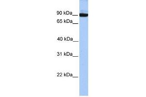 PCDH17 antibody used at 1 ug/ml to detect target protein. (PCDH17 antibody  (C-Term))