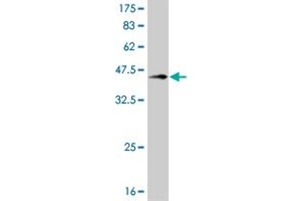 CAMK2A antibody  (AA 305-410)