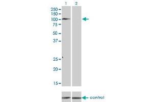 Western blot analysis of TYRO3 over-expressed 293 cell line, cotransfected with TYRO3 Validated Chimera RNAi (Lane 2) or non-transfected control (Lane 1). (TYRO3 antibody  (AA 50-150))
