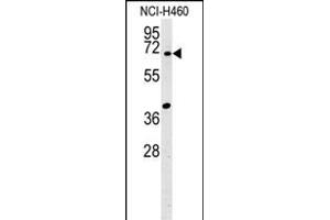 SYN3 Antibody (Center) (ABIN651941 and ABIN2840467) western blot analysis in NCI- cell line lysates (15 μg/lane). (Synapsin III antibody  (AA 363-388))