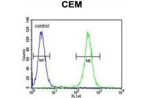 Flow cytometric analysis of CEM cells using MNDA Antibody (N-term) Cat. (MNDA antibody  (N-Term))