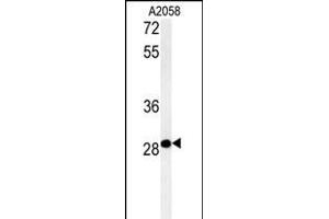 C11orf46 Antibody (C-term) (ABIN654019 and ABIN2843942) western blot analysis in  cell line lysates (35 μg/lane). (C11orf46 antibody  (C-Term))