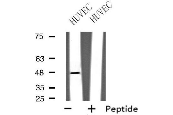 GPRC5B antibody  (Internal Region)