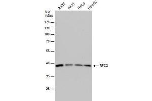 WB Image RFC2 antibody detects RFC2 protein by western blot analysis. (RFC2 antibody)