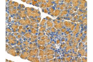 ABIN6264452 and ABIN6276642 at 1/100 staining Rat pancreatic tissue by IHC-P.
