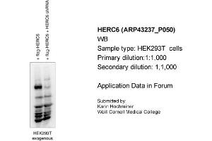 Image no. 2 for anti-HECT and RLD Domain Containing E3 Ubiquitin Protein Ligase Family Member 6 (HERC6) (N-Term) antibody (ABIN2774750) (HERC6 antibody  (N-Term))