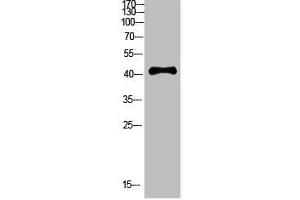 Western Blot analysis of HEPG2 cells using Antibody diluted at 800. (RCC1 antibody  (AA 301-350))