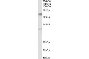 ABIN1590114 (1µg/ml) staining of Human Placenta lysate (35µg protein in RIPA buffer). (Solute Carrier Family 17 (Acidic Sugar Transporter), Member 5 (SLC17A5) (AA 85-99) antibody)