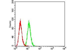 Flow cytometric analysis of Hela cells using PRKAB2 mouse mAb (green) and negative control (red). (PRKAB2 antibody  (AA 1-120))