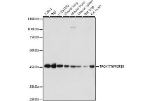 Western blot analysis of extracts of various cell lines, using TROY/TNFRSF19 antibody (ABIN7271069) at 1:1000 dilution. (TNFRSF19 antibody)