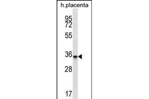 OR6K6 Antibody (C-term) (ABIN657186 and ABIN2846311) western blot analysis in human placenta tissue lysates (35 μg/lane). (OR6K6 antibody  (C-Term))