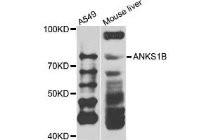 Western blot analysis of extracts of various cell lines, using ANKS1B antibody. (ANKS1B antibody)