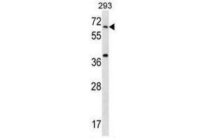 STXBP2 Antibody (C-term) western blot analysis in 293 cell line lysates (35µg/lane). (STXBP2 antibody  (C-Term))