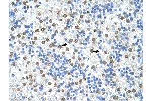 HNRPA1 antibody was used for immunohistochemistry at a concentration of 4-8 ug/ml to stain Hepatocytes (arrows) in Human Liver. (HNRNPA1 antibody  (N-Term))
