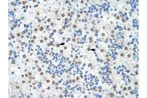 HNRPA1 antibody was used for immunohistochemistry at a concentration of 4-8 ug/ml to stain Hepatocytes (arrows) in Human Liver. (HNRNPA1 antibody  (N-Term))