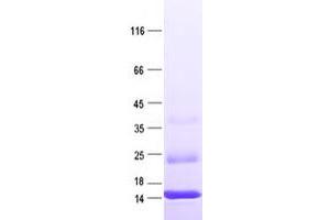 Validation with Western Blot (MOBP Protein (His tag))