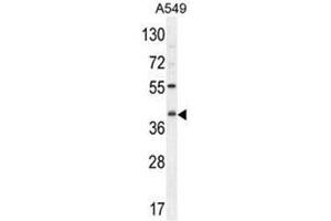 C5AR1 Antibody (Center) western blot analysis in A549 cell line lysates (35µg/lane). (C5AR1 antibody  (Middle Region))