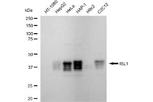 Western blotting analysis using ISL1 antibody (ABIN7799130).