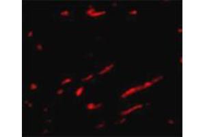Immunofluorescence staining of rat kidney tissue with 20 ug/mL SLC22A17 polyclonal antibody . (SLC22A17 antibody  (C-Term))