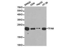 Western Blotting (WB) image for anti-Transcription Factor A, Mitochondrial (TFAM) antibody (ABIN1875064) (TFAM antibody)