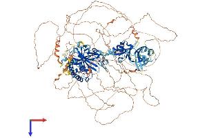 Ubiquitin Specific Peptidase 31 (USP31) (AA 1-1352) protein (His tag)