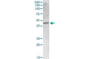 RELT MaxPab rabbit polyclonal antibody. (RELT antibody  (AA 1-430))