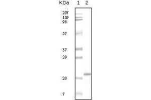 Western Blotting (WB) image for anti-Apolipoprotein A-V (APOA5) (truncated) antibody (ABIN2464012)