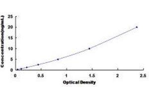 ELISA image for Solute Carrier Family 12 (Sodium/Chloride Transporters), Member 3 (SLC12A3) ELISA Kit (ABIN6720503)