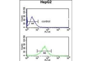 AGT3 Antibody (Center) (ABIN652630 and ABIN2842420) flow cytometric analysis of HepG2 cells (bottom histogram) comred to a negative control cell (top histogram). (AGPAT3 antibody  (AA 241-269))