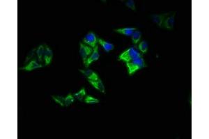 Immunofluorescence staining of Hela cells with ABIN7167395 at 1:200, counter-stained with DAPI. (RAP1A antibody  (AA 1-181))