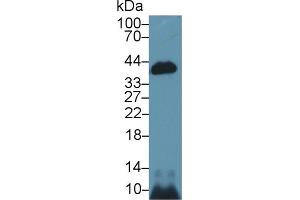 Western blot analysis of Mouse Kidney lysate, using Mouse CASP14 Antibody (1 µg/ml) and HRP-conjugated Goat Anti-Rabbit antibody (