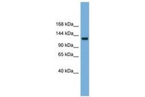 Image no. 1 for anti-Ras Protein-Specific Guanine Nucleotide-Releasing Factor 1 (RASGRF1) (AA 467-516) antibody (ABIN6745690) (RASGRF1 antibody  (AA 467-516))