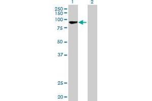 Western Blot analysis of RECQL expression in transfected 293T cell line by RECQL MaxPab polyclonal antibody. (RecQ Protein-Like (DNA Helicase Q1-Like) (RECQL) (AA 1-649) antibody)