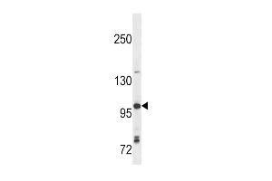 Western blot analysis in Ramos cell line lysates (35ug/lane). (TLR7 antibody  (N-Term))