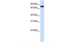 Image no. 1 for anti-Zinc Finger, FYVE Domain Containing 1 (ZFYVE1) (AA 650-699) antibody (ABIN6749748) (ZFYVE1 antibody  (AA 650-699))