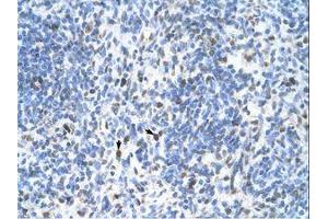Image no. 1 for anti-Proliferating Cell Nuclear Antigen (PCNA) (C-Term) antibody (ABIN202131) (PCNA antibody  (C-Term))