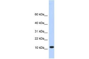 Western Blotting (WB) image for anti-Chromosome 10 Open Reading Frame 57 (C10ORF57) antibody (ABIN2459344) (CJ057 antibody)