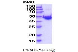 SDS-PAGE (SDS) image for Adenosylhomocysteinase (AHCY) (AA 1-432) protein (His tag) (ABIN5854973)