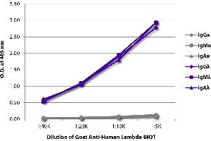 ELISA plate was coated with purified human IgGκ, IgMκ, IgAκ, IgGλ, IgMλ, and IgAλ. (Goat anti-Human Ig (Chain lambda) Antibody (Biotin))