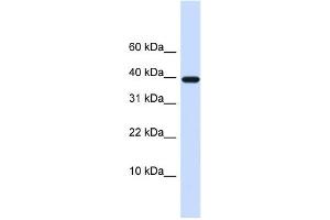 Western Blotting (WB) image for anti-Leukocyte Cell Derived Chemotaxin 1 (LECT1) antibody (ABIN2458871) (LECT1 antibody)