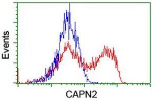 HEK293T cells transfected with either RC205642 overexpress plasmid (Red) or empty vector control plasmid (Blue) were immunostained by anti-CAPN2 antibody (ABIN2455592), and then analyzed by flow cytometry. (Calpain 2 antibody)