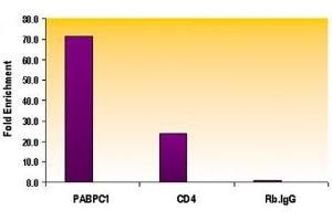 Histone H3 monomethyl Lys79 antibody tested by ChIP analysis.