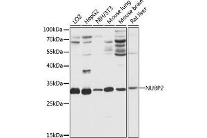 Western blot analysis of extracts of various cell lines, using NUBP2 antibody (ABIN7269064) at 1:1000 dilution. (NUBP2 antibody  (AA 142-271))