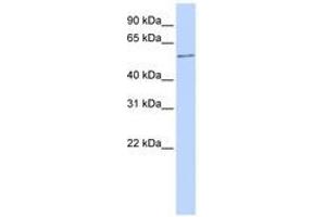 Image no. 1 for anti-One Cut Homeobox 2 (ONECUT2) (AA 108-157) antibody (ABIN6740509) (ONECUT2 antibody  (AA 108-157))