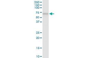 SLC40A1 antibody  (AA 1-571)