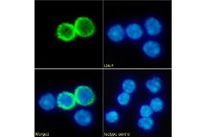 Immunofluorescence staining of fixed mouse splenocytes with anti-GITR antibody DTA-1. (Recombinant TNFRSF18 antibody)