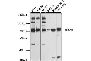 Western blot analysis of extracts of various cell lines, using TDRKH antibody (ABIN2560340) at 1:1000 dilution. (TDRKH antibody)