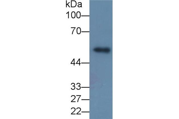 MMP8 antibody  (AA 101-467)